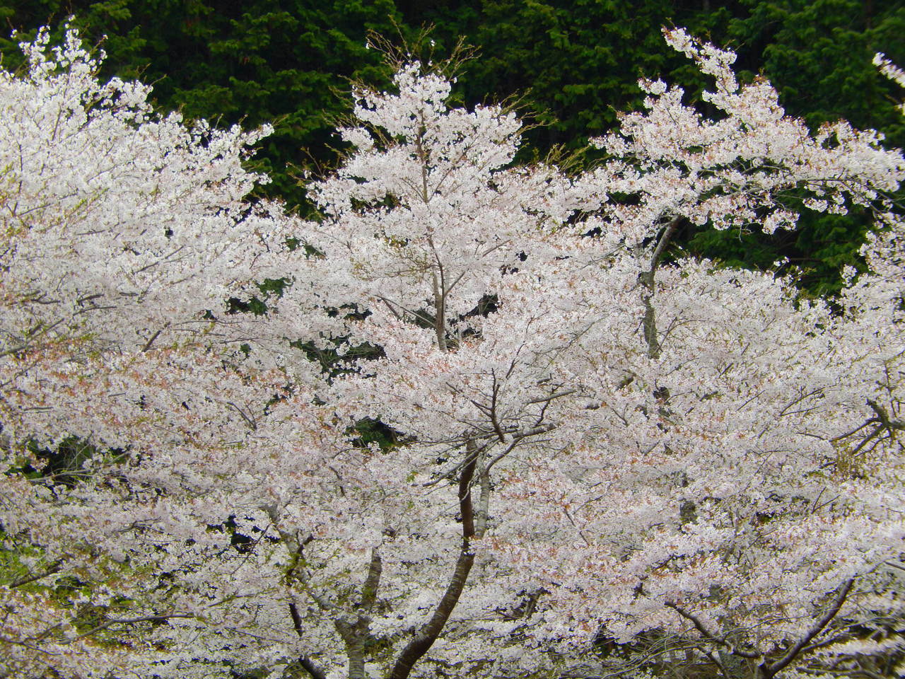 岐阜県関市武芸川町千本桜