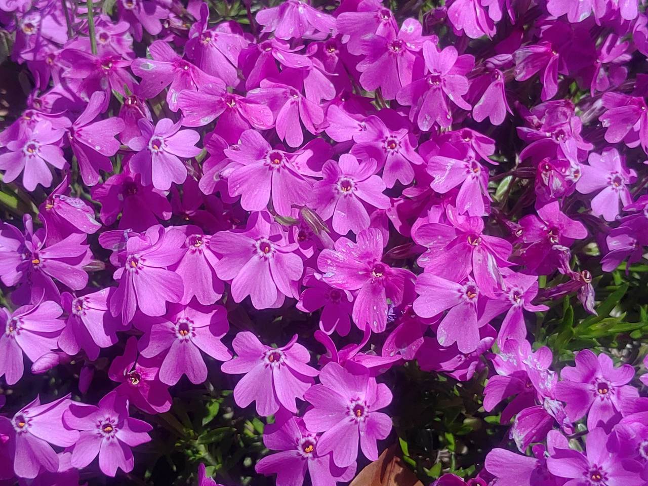 関市道の駅むげ川　桜並木