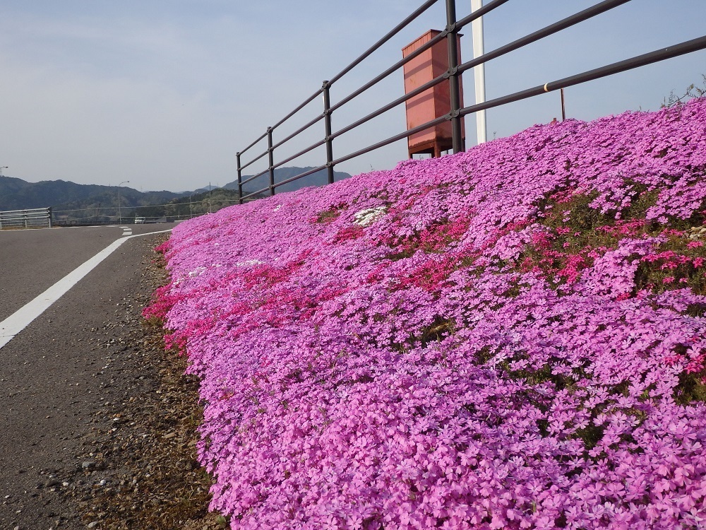 岐阜県関市武芸川町　道の駅むげ川のお花畑