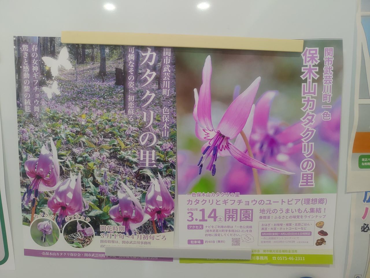 関市道の駅むげ川　カタクリ