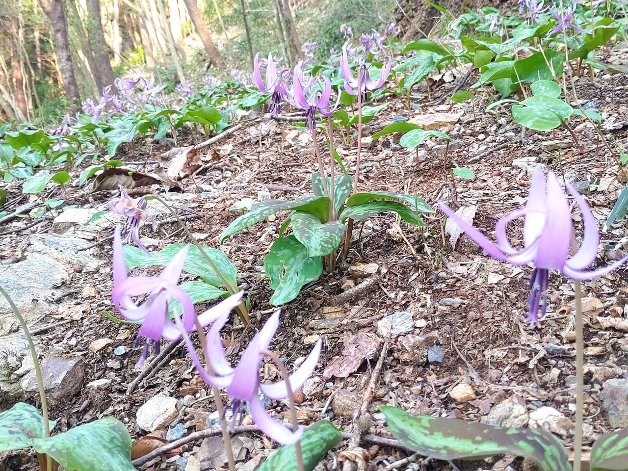 関市道の駅むげ川　カタクリ