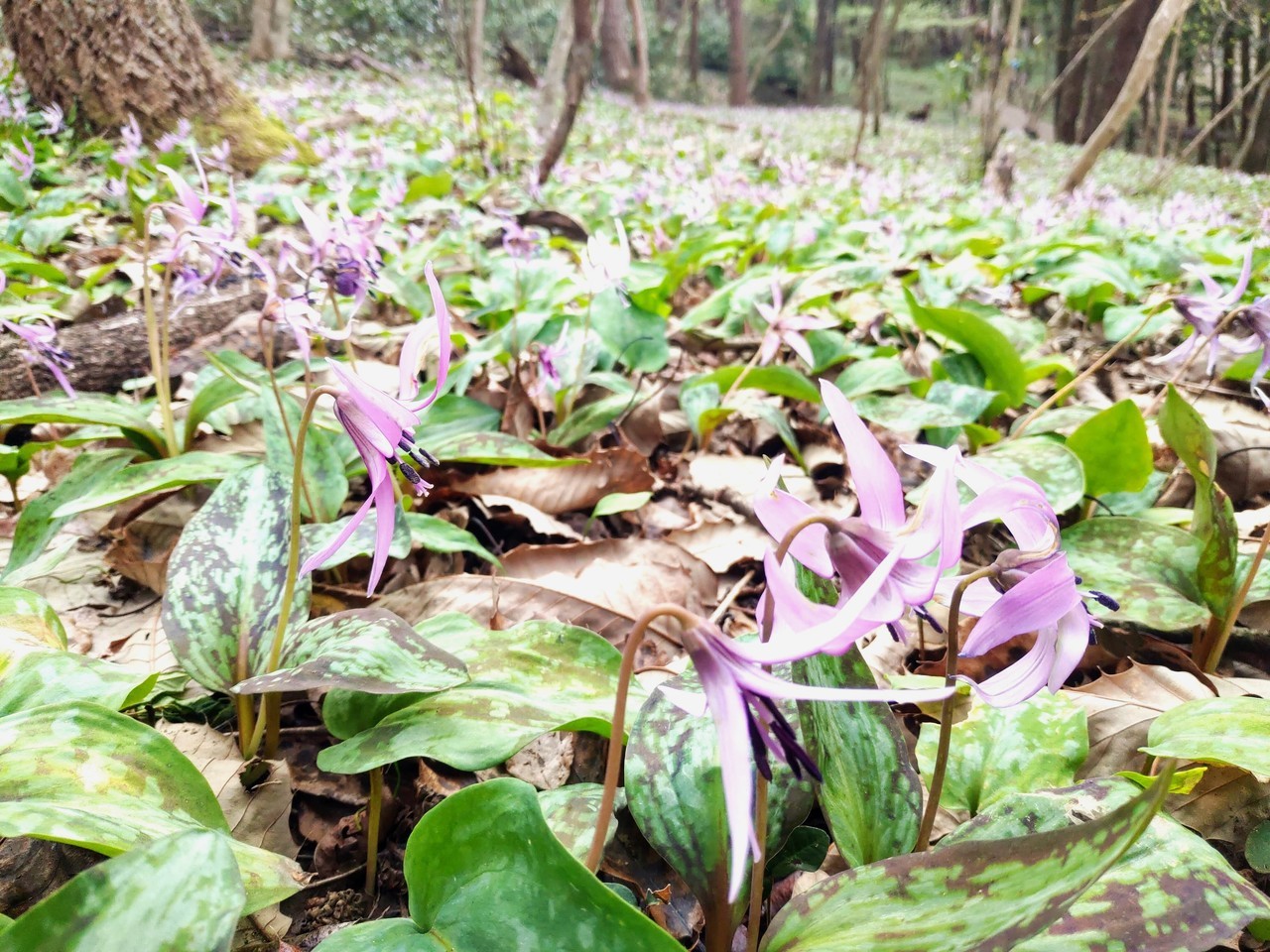 カタクリを見に行ってみませんか？