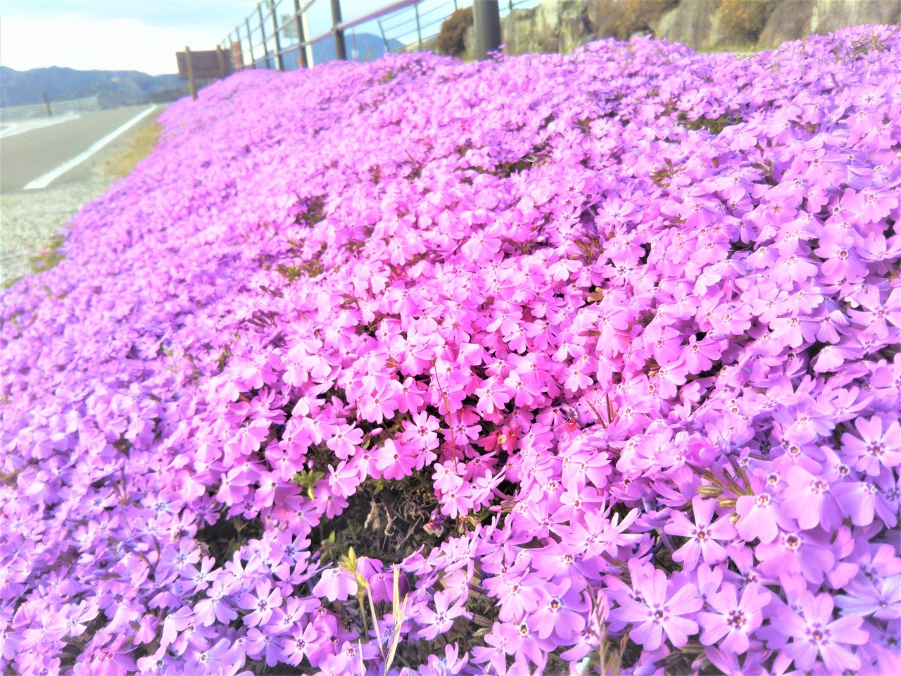 岐阜県関市武芸川町道の駅むげ川の芝桜（ズーム）