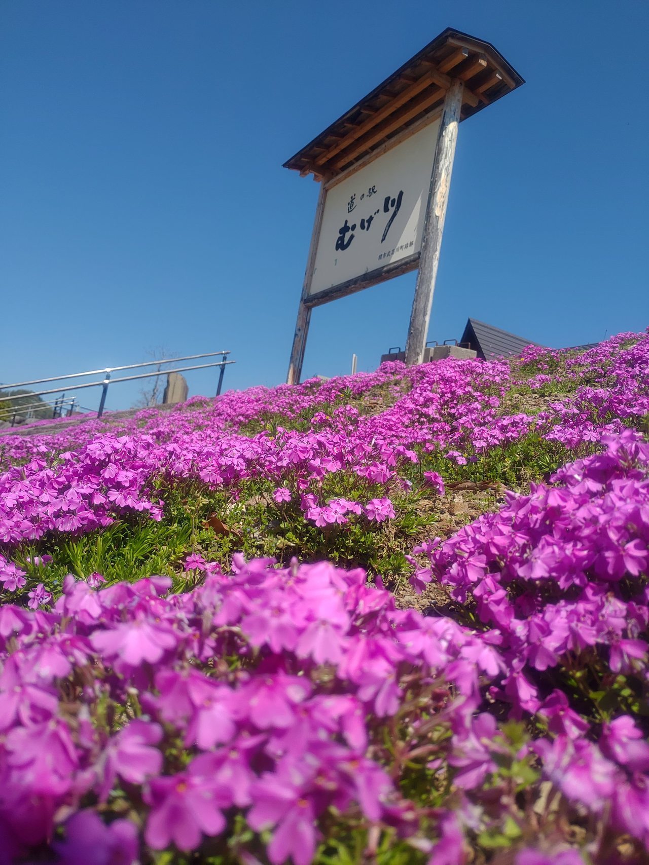 関市道の駅むげ川の看板前の芝桜