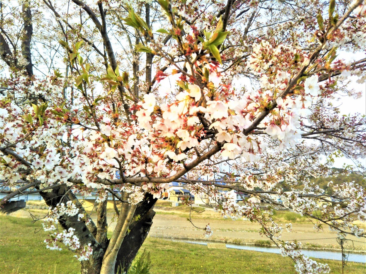 岐阜県関市武芸川町道の駅むげ川の桜（ズーム）