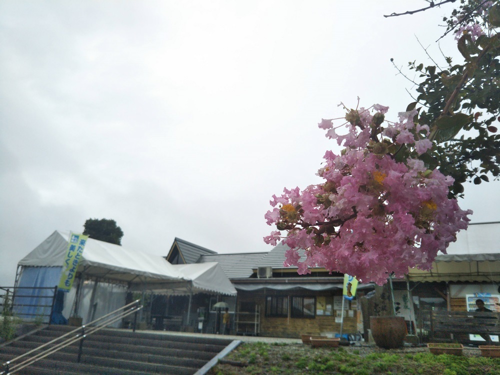 岐阜県関市　道の駅むげ川　サルスベリの花