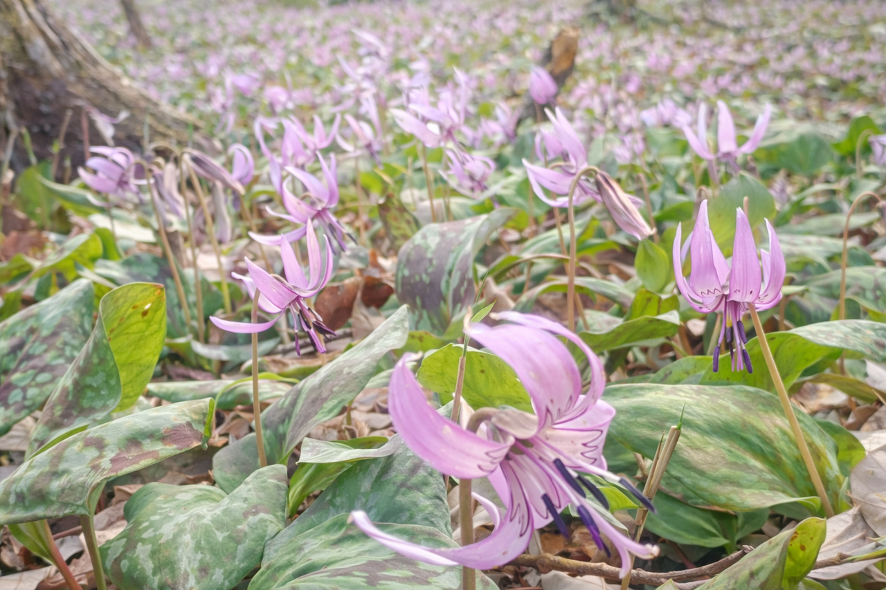 関市道の駅むげ川　カタクリ