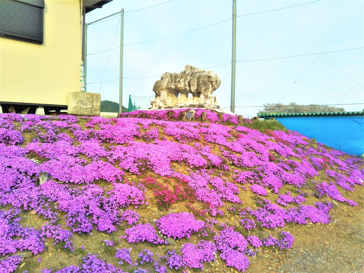 岐阜県関市武芸川町道の駅むげ川の芝桜2