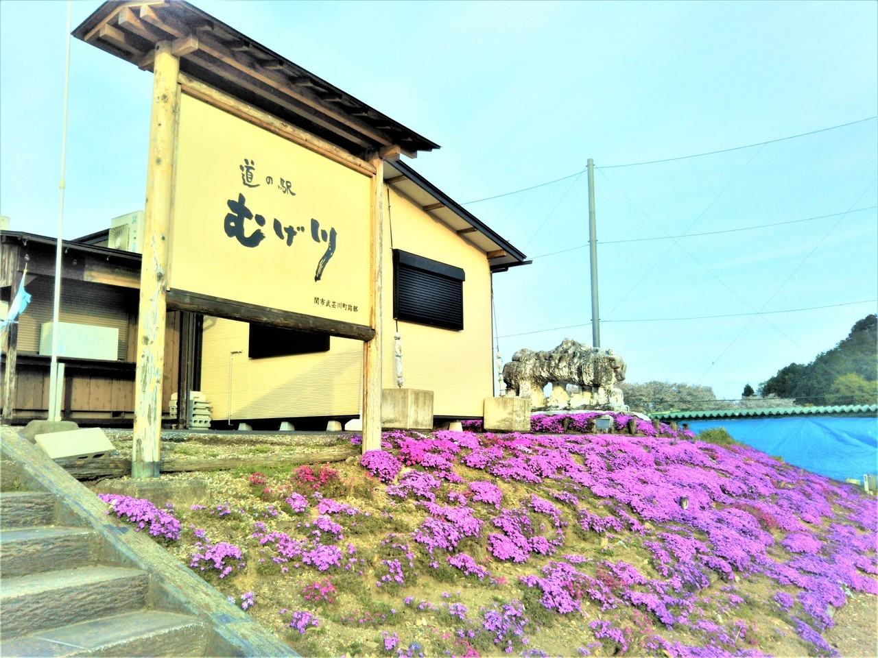 岐阜県関市 道の駅むげ川の看板と芝桜