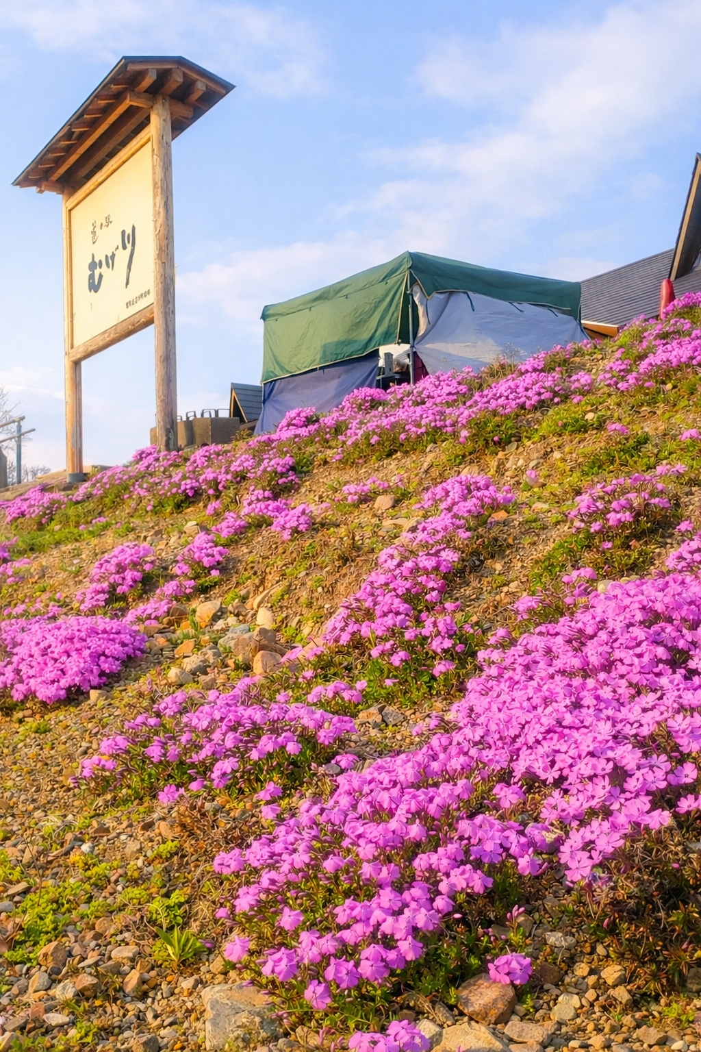 関市道の駅むげ川　芝桜