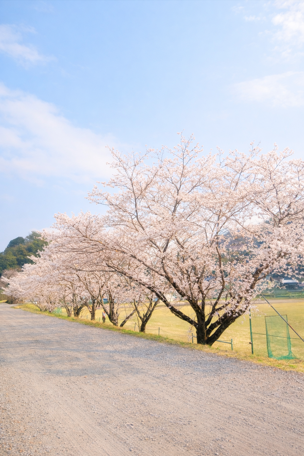 関市道の駅むげ川　桜並木