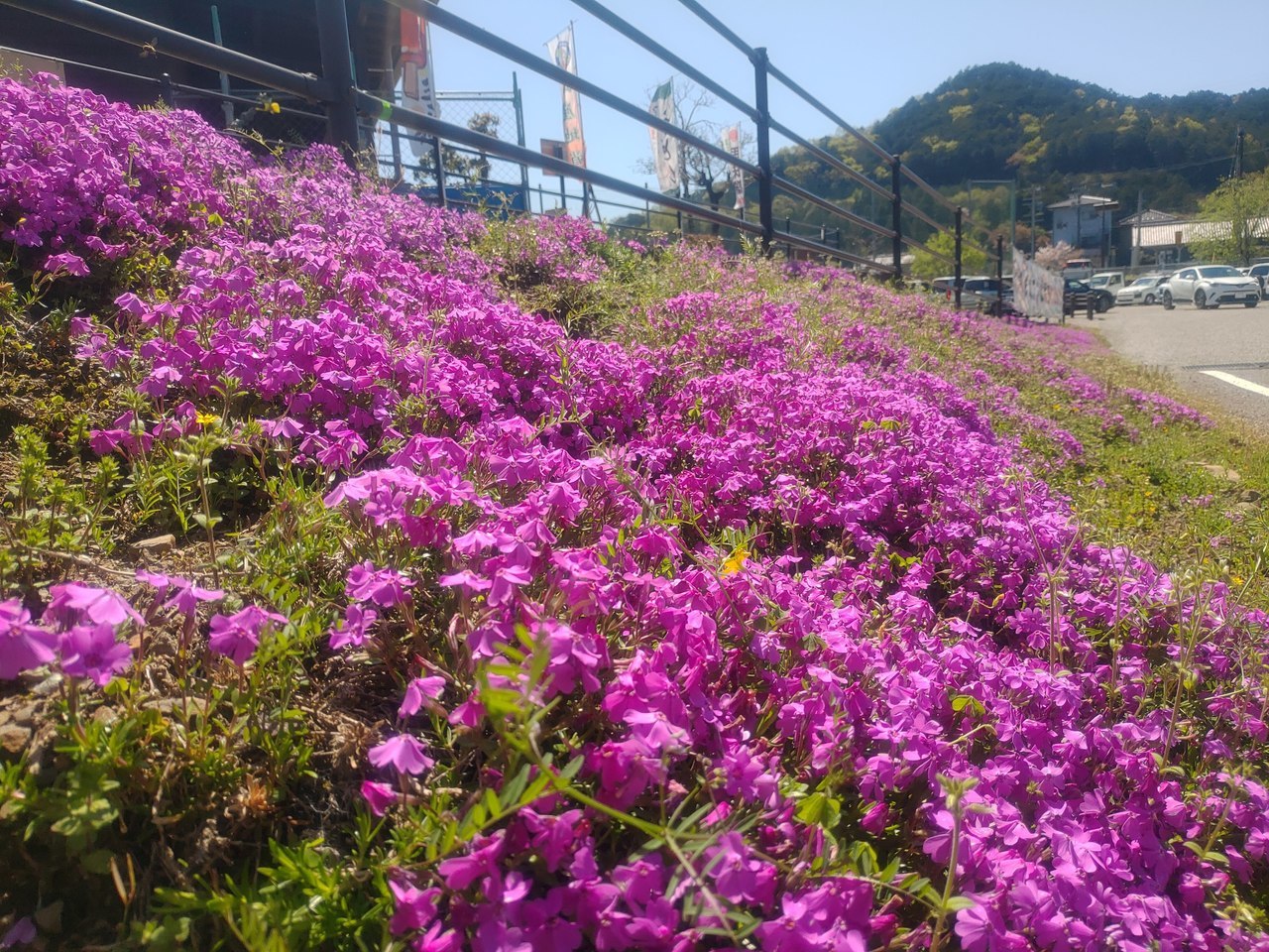 関市道の駅むげ川　芝桜アップ