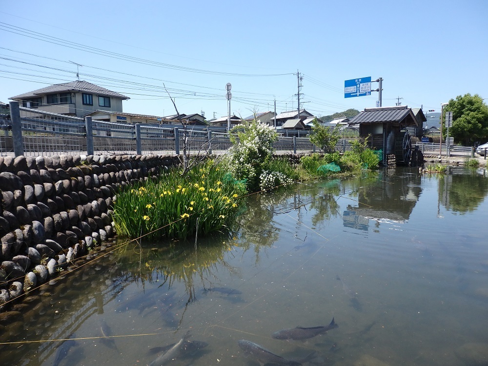 道の駅むげ川　黄菖蒲