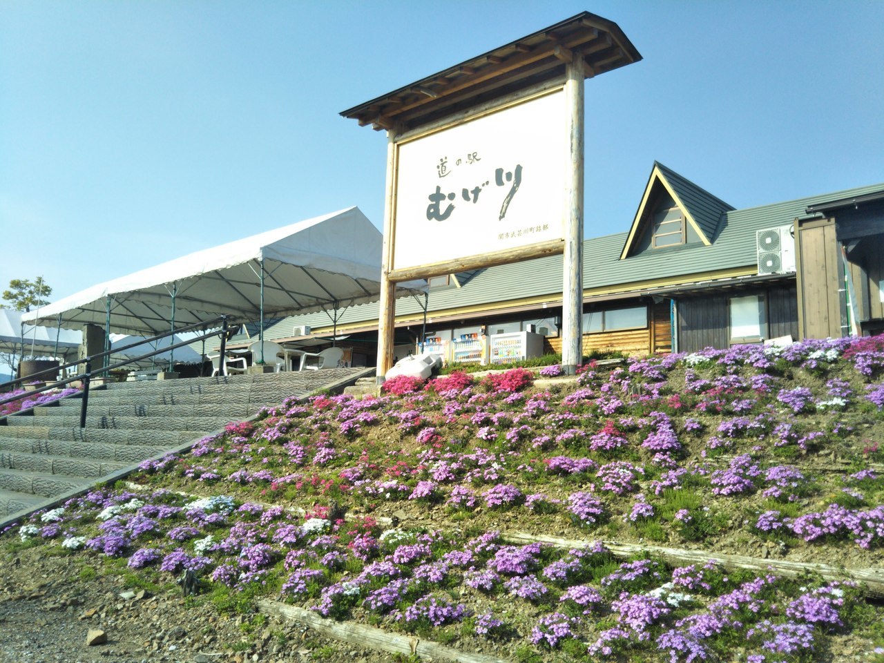 道の駅むげ川の全景（芝桜）