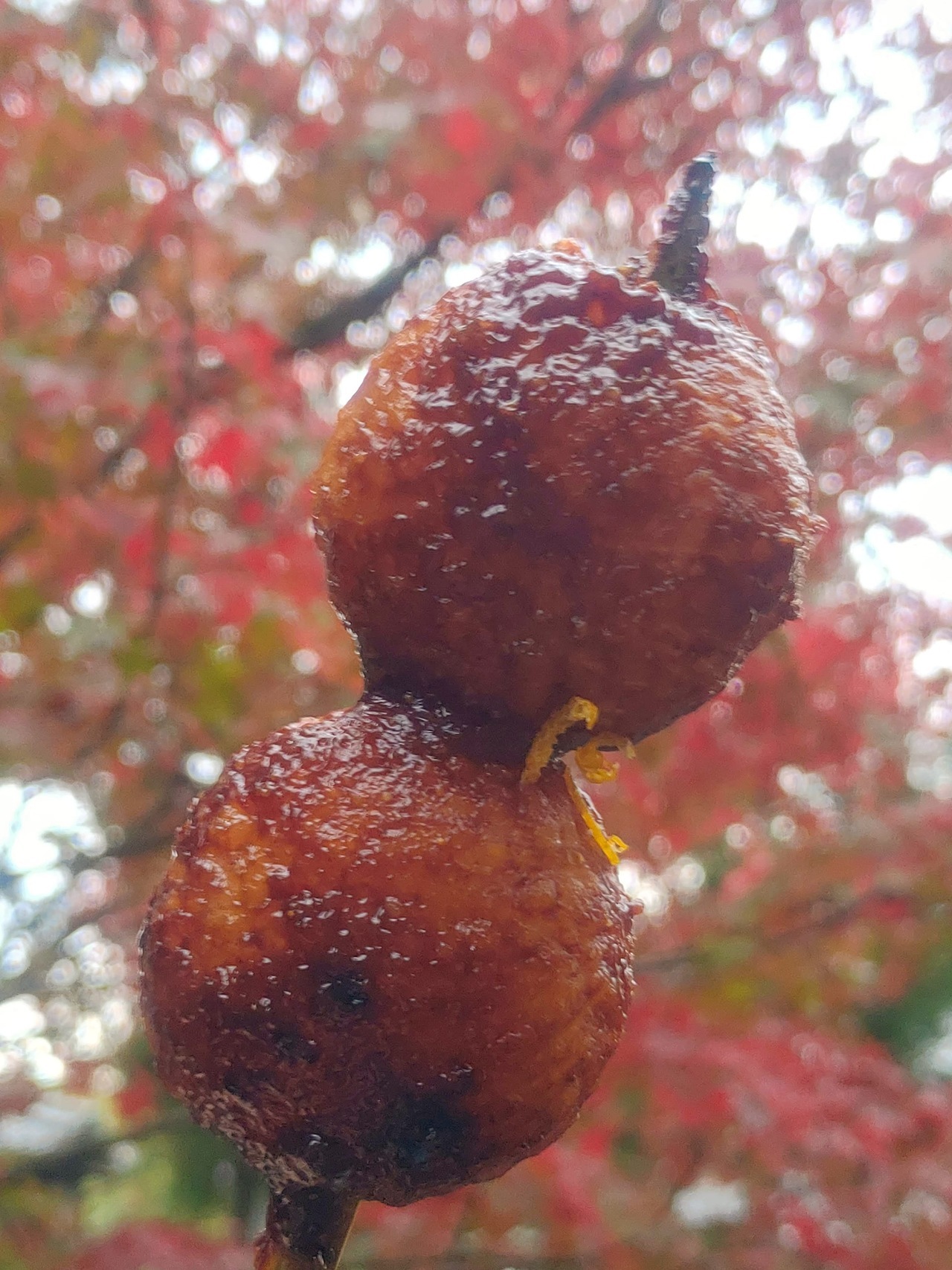 関市道の駅むげ川　紅葉と五平餅