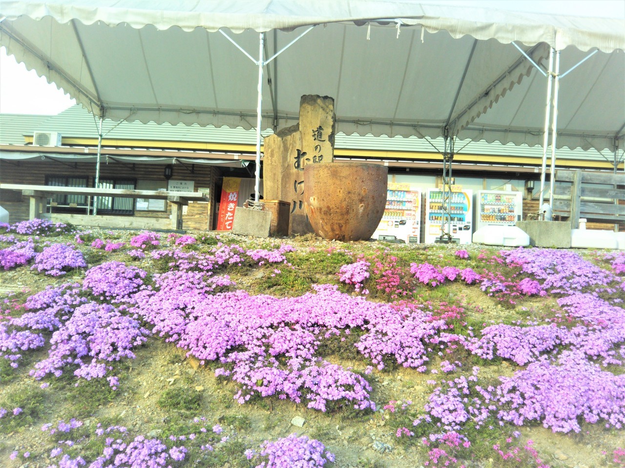 岐阜県関市武芸川町道の駅むげ川の芝桜