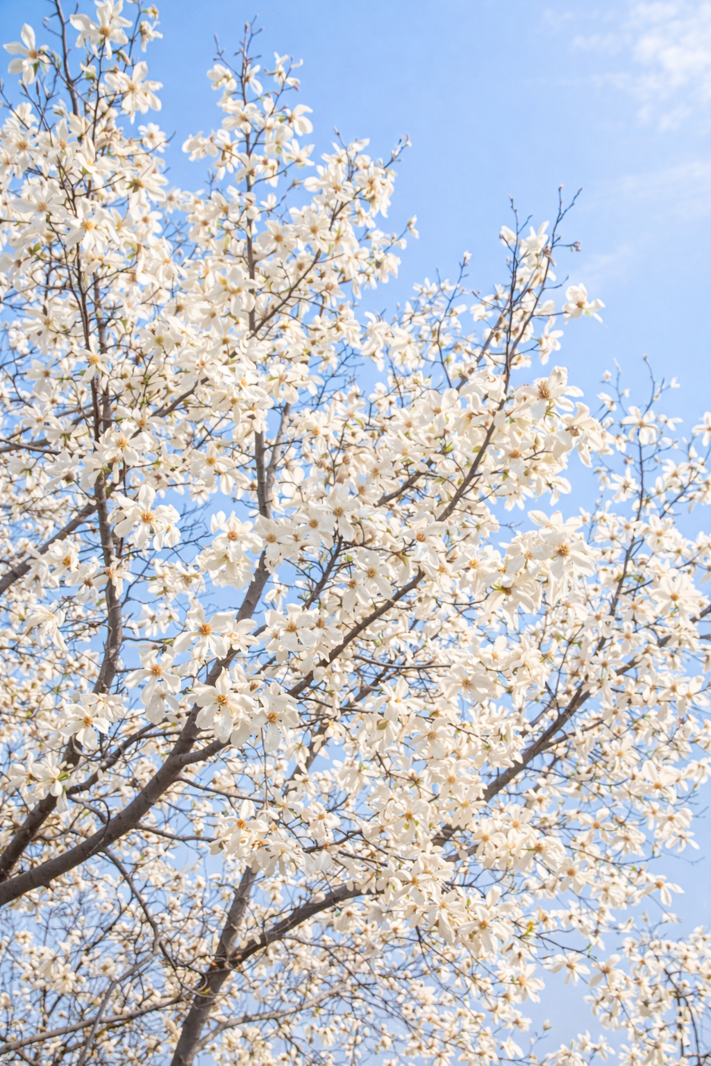 関市道の駅むげ川　モクレン
