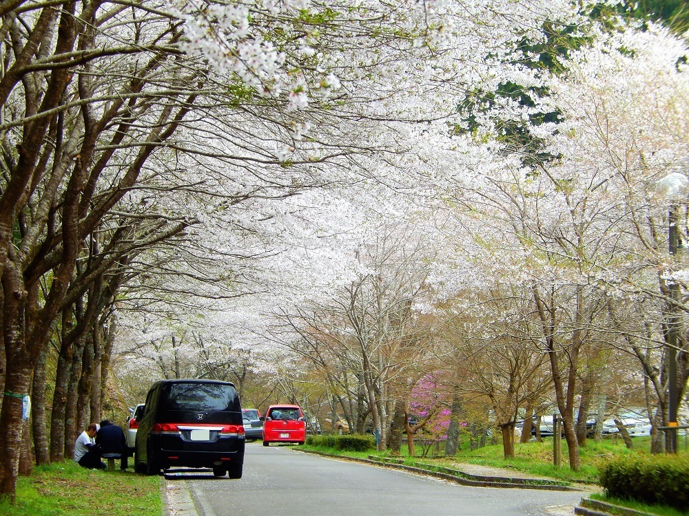 岐阜県関市武芸川町　寺尾ヶ原千本桜公園