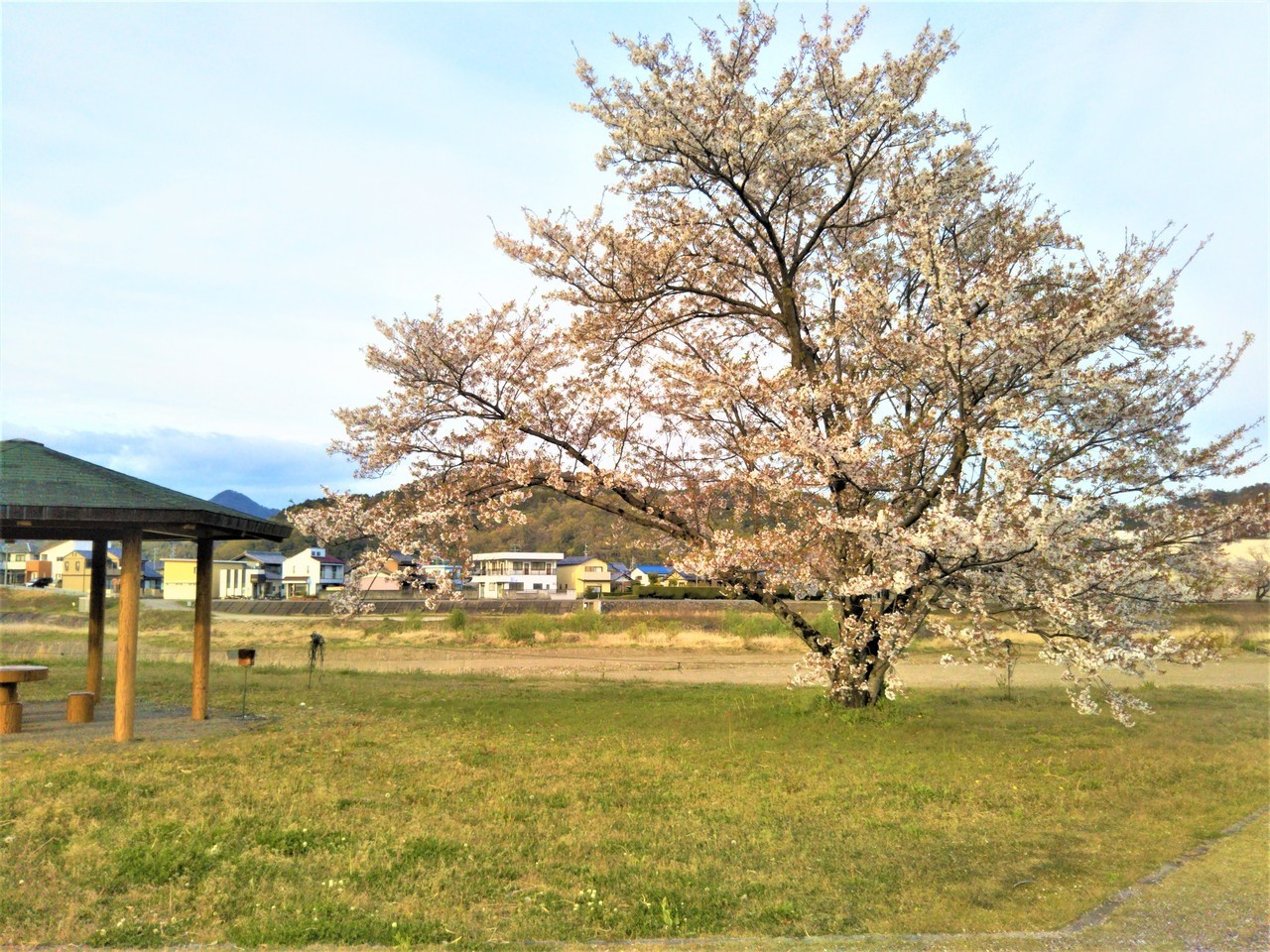 岐阜県関市武芸川町道の駅むげ川の桜