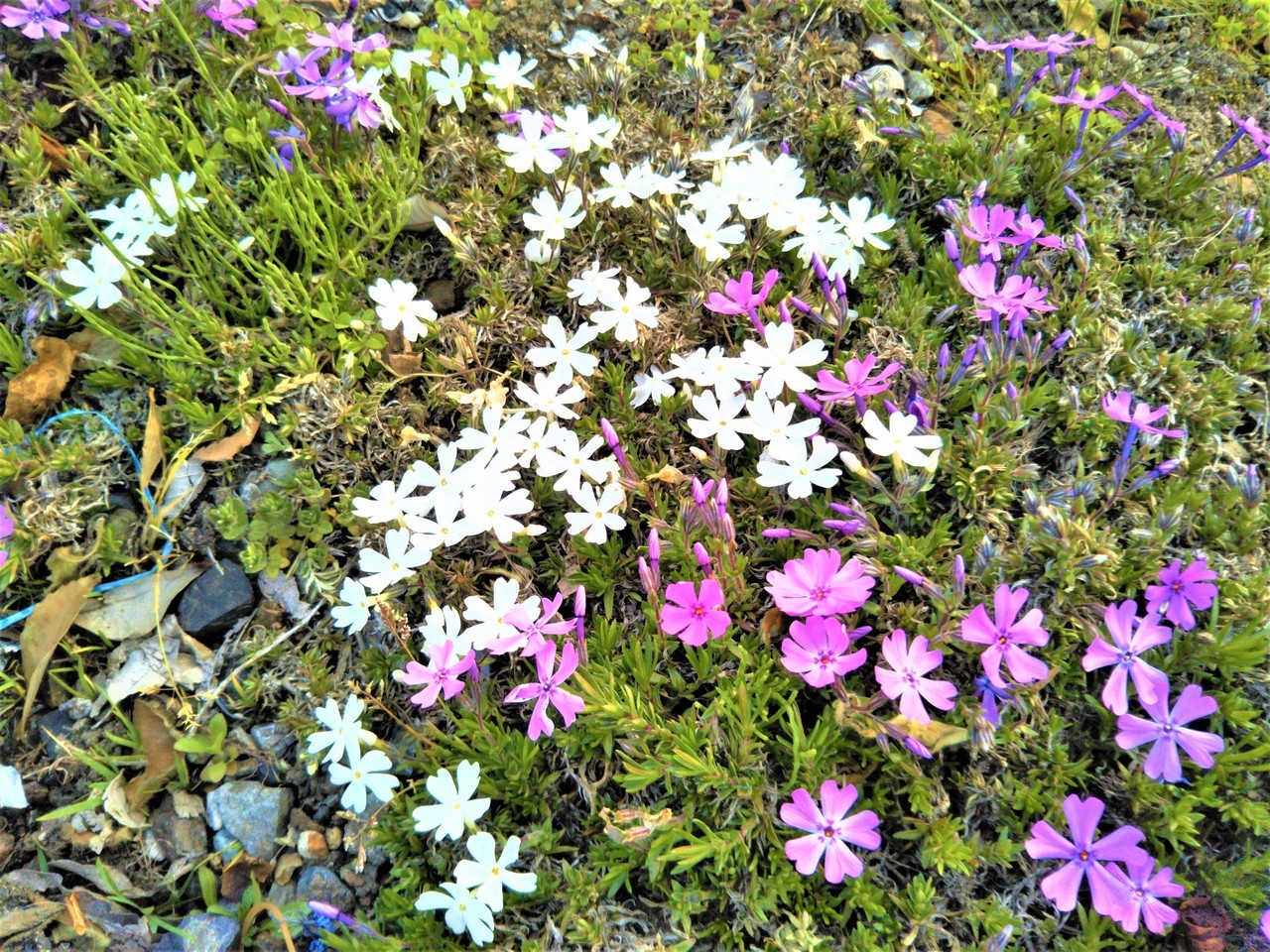 岐阜県関市武芸川町道の駅むげ川の白い芝桜